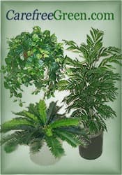 CarefreeGreen.com