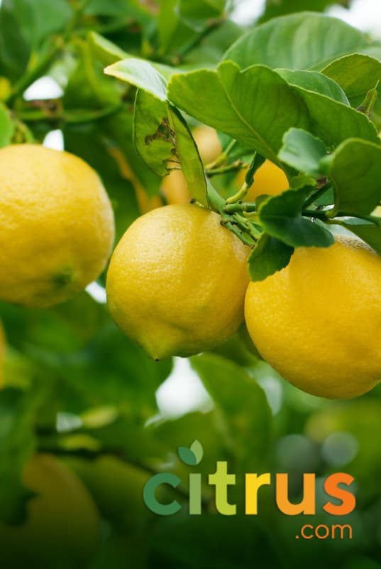 Citrus.com
