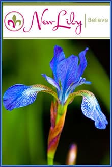 New Lily