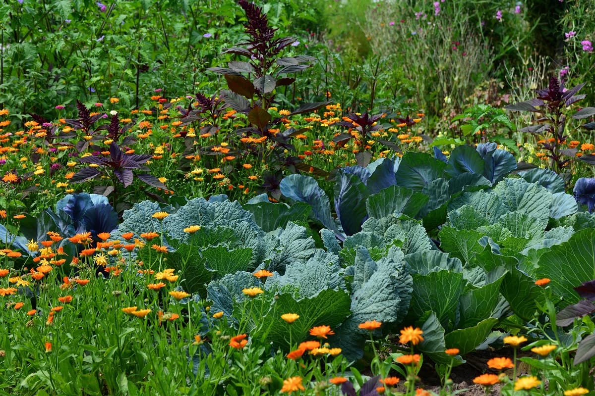 Great Gardening Quotes And Tips