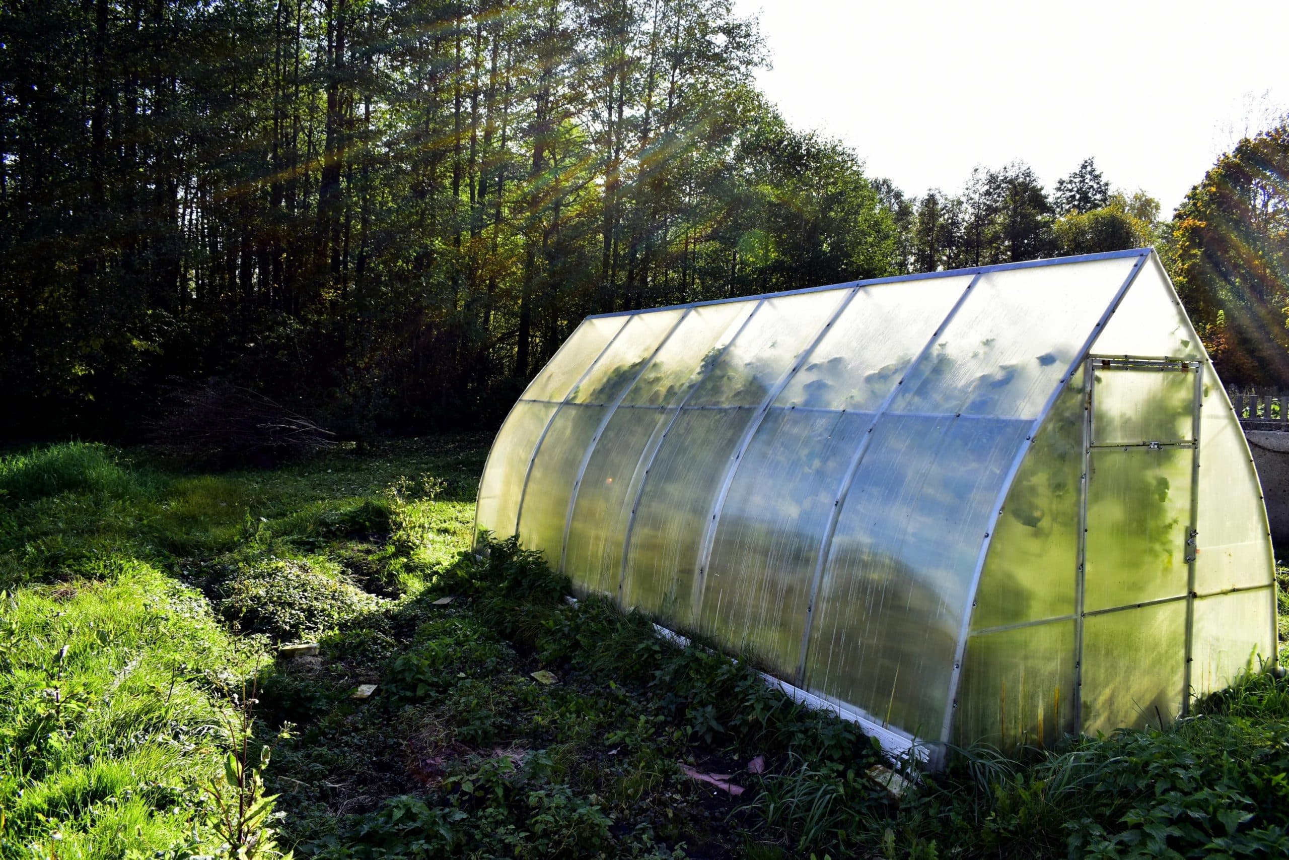 Greenhouse Growing: Best and Easy to Follow Tips