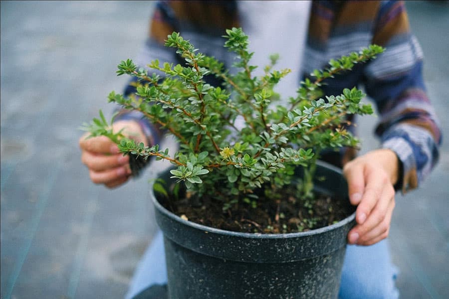 Unique Small Vegetable Garden Ideas: What to Plant and How?