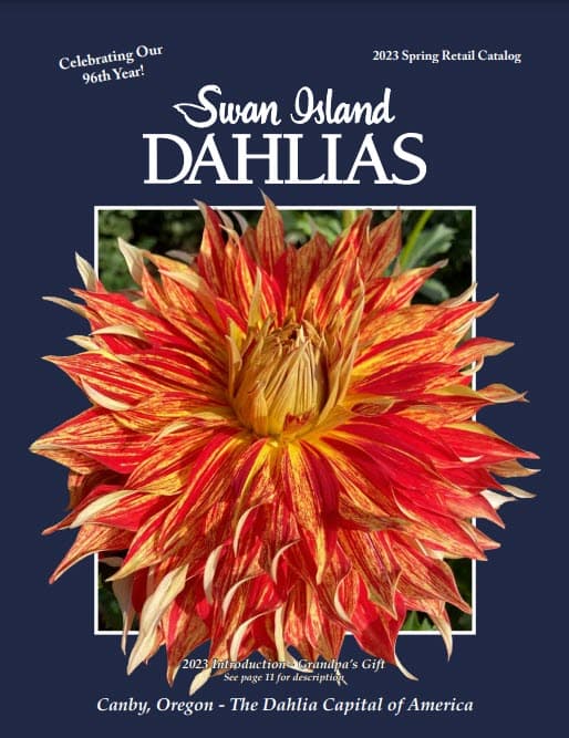 Swan Island Dahlias