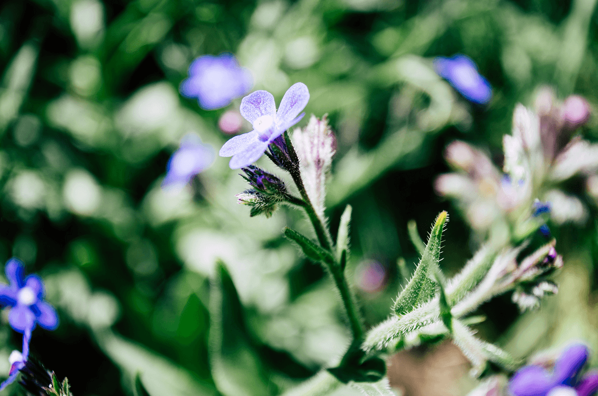 Top 10 Amazing Autumn Gardening Tips