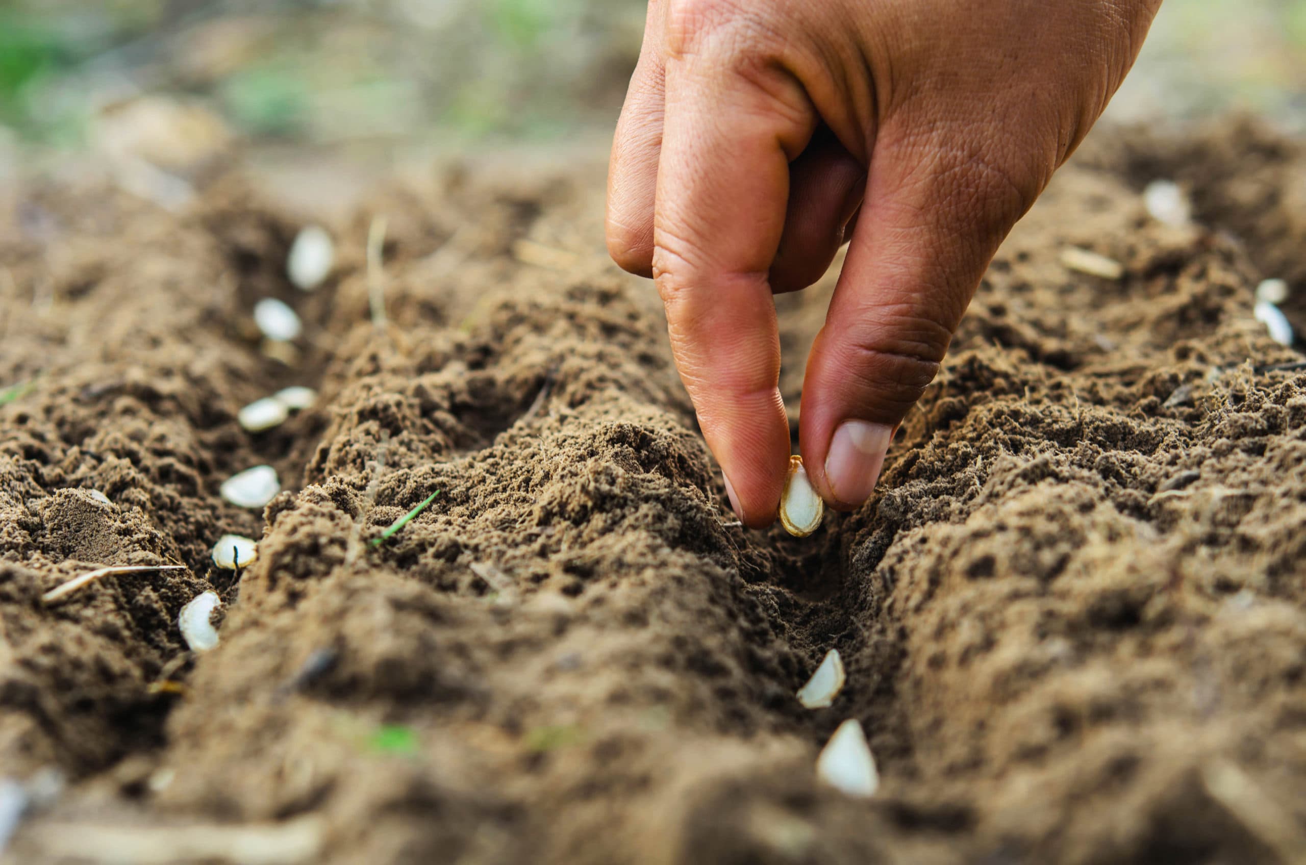 Vegetables to grow from seed