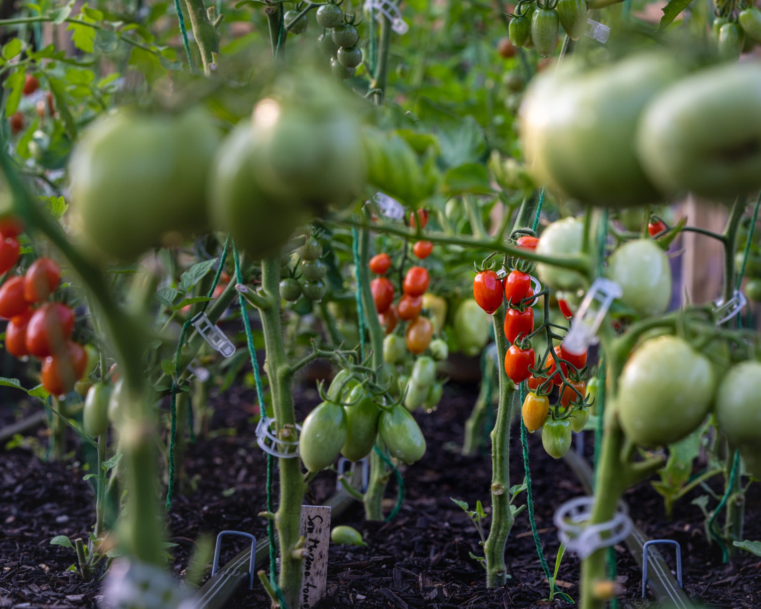 10 Unusual Vegetables for Your Summer Garden